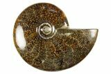 Polished Cretaceous Ammonite (Cleoniceras) Fossil - Madagascar #303960-1